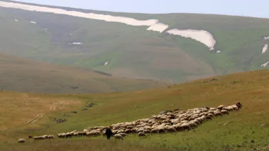 مراتع، کمربند سبز مقابله با بیابان‌زایی است – خبرگزاری مهر | اخبار ایران و جهان